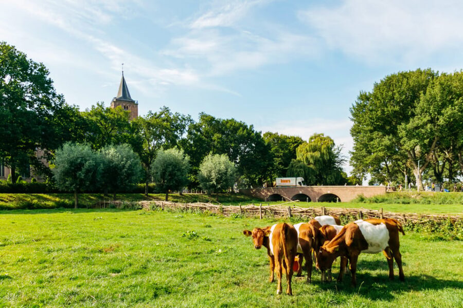 From Amsterdam: Zaanse Schans, Edam, & Marken Full-Day Trip - Edam’s Guided Walk: Canals, Cobblestones, and the Cheese-Market Square