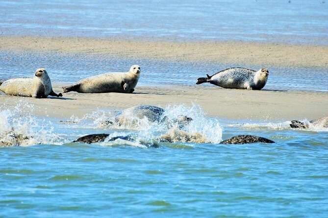 Full day tour to Texel - Friesian Islands - from Amsterdam - Getting there: the 8:00 am start and full-day rhythm