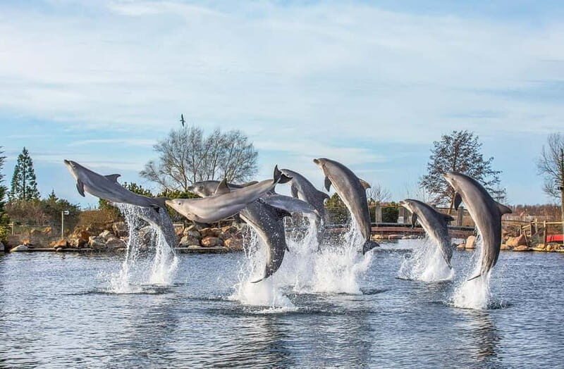 Harderwijk: Dolfinarium Entry Ticket - Four Kids’ Play Areas and Seating That Makes Families Easier