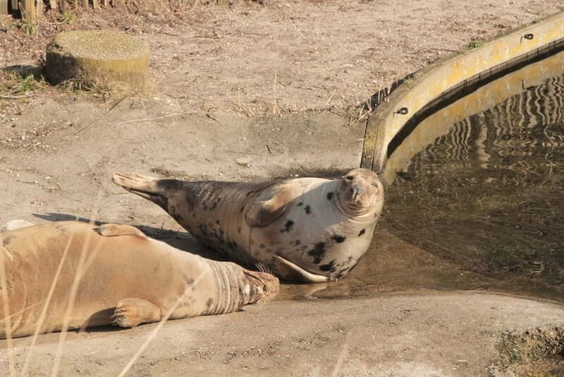 Harderwijk: Dolfinarium Entry Ticket - Should You Book This Ticket?