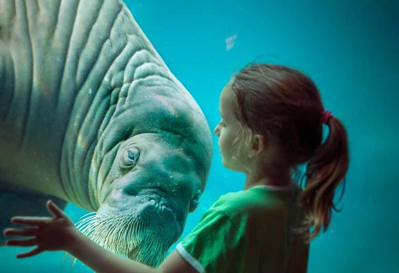 Harderwijk: Dolfinarium Entry Ticket - Dolphin and Walrus Moments: How the Shows Shape Your Day