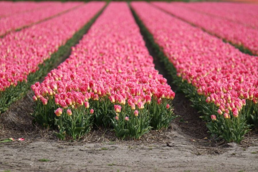 Keukenhof: Flower Fields Small-Group Cultural Bike Tour - Key things to know before you ride