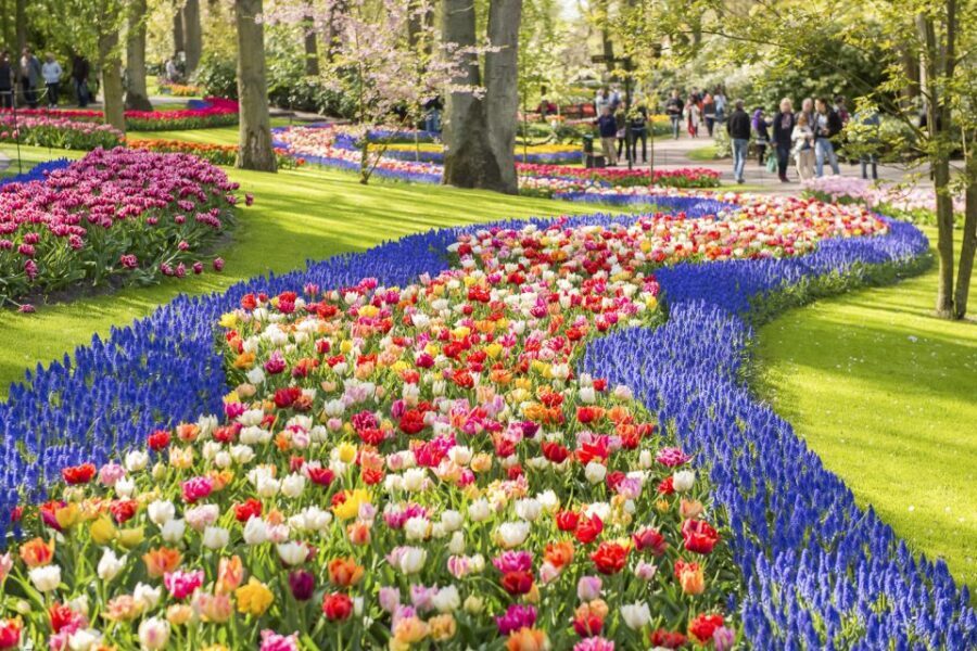 Keukenhof: Flower Fields Small-Group Cultural Bike Tour - Photo stops, viewpoints, and the tulip-growing story