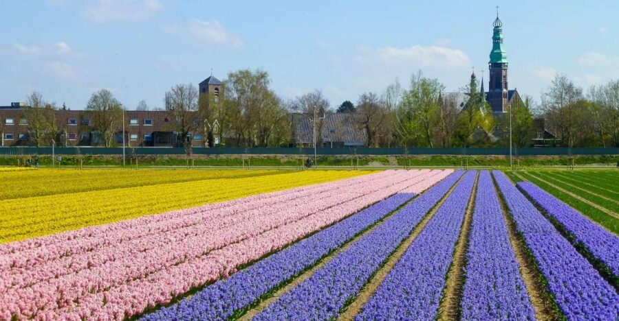 Keukenhof: Flower Fields Small-Group Cultural Bike Tour - Bikes, safety, and who should pick this tour