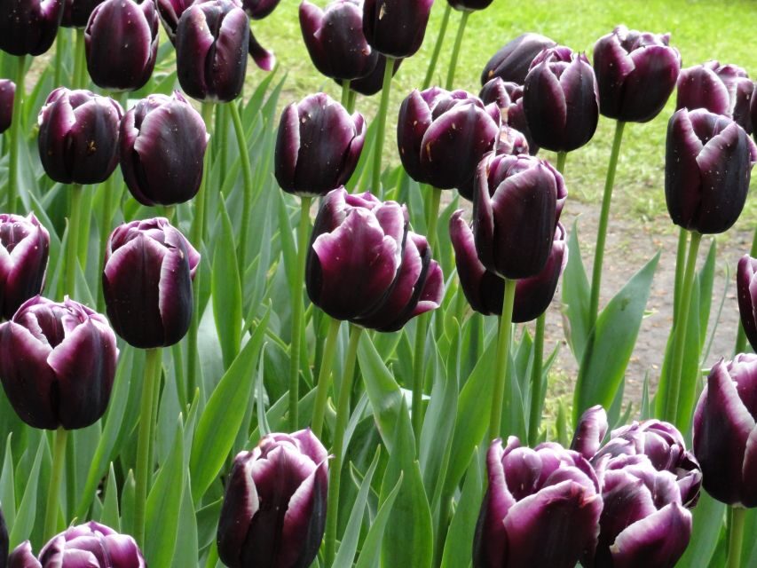 Keukenhof: Flower Fields Small-Group Cultural Bike Tour - Cost and value: is $68 worth it?