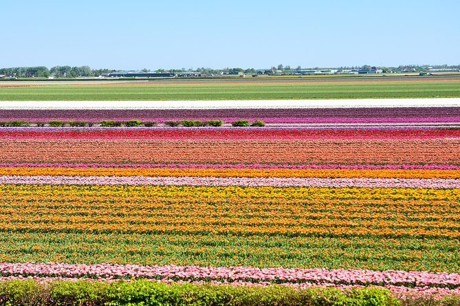 Keukenhof, Flower Fields, Volendam and Zaanse Schans Small-Group Tour - Zaanse Schans: working windmills and the cheese-tasting rhythm