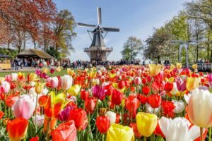 Keukenhof Gardens & Tulip Experience Tour from Amsterdam - Walking tulip fields first helps you enjoy Keukenhof more