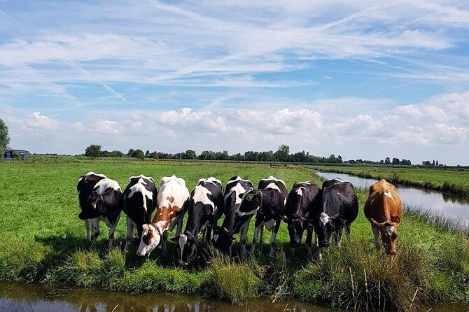Keukenhof Skip-the-line Tickets: Countryside & Farm Private Tour - Jacobs Hoeve Cheese Farm: taste the Dutch Gold