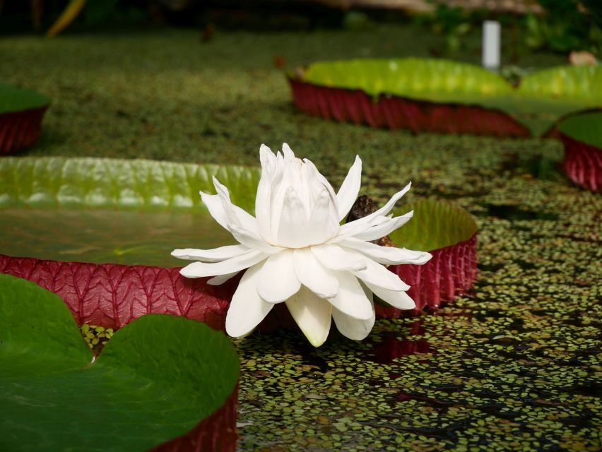 Leiden: Hortus Botanicus Entry Ticket - Key things to know before you go