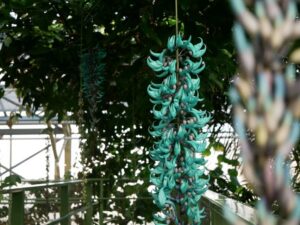 Leiden: Hortus Botanicus Entry Ticket - Getting in smoothly and planning your 1.5-hour self-paced visit