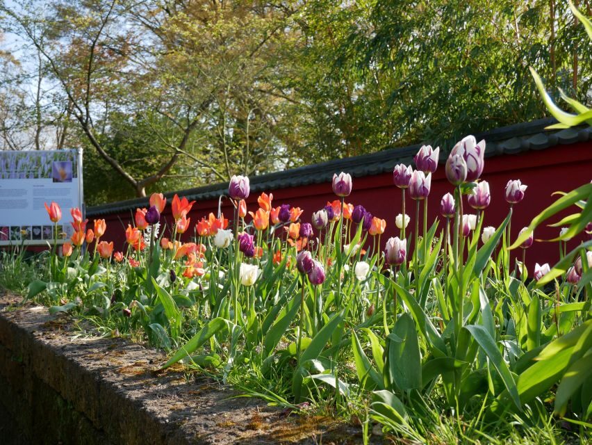 Leiden: Hortus Botanicus Entry Ticket - Seasonal wow: Jadevine, Victoria amazonica, and Chinese Lotus