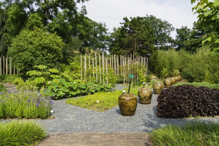 Leiden: Hortus Botanicus Entry Ticket - Old trees and the autumn walking feel