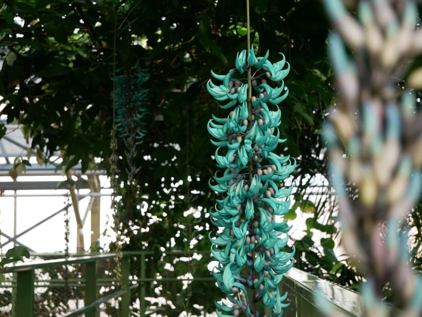 Leiden: Hortus Botanicus Entry Ticket - Getting in smoothly and planning your 1.5-hour self-paced visit
