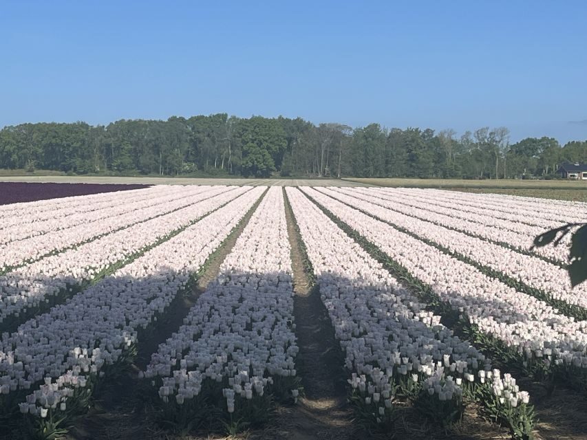 Lisse: Enjoy the Tulip Fields by Bike with a Local Guide! - Key things to know before you pedal