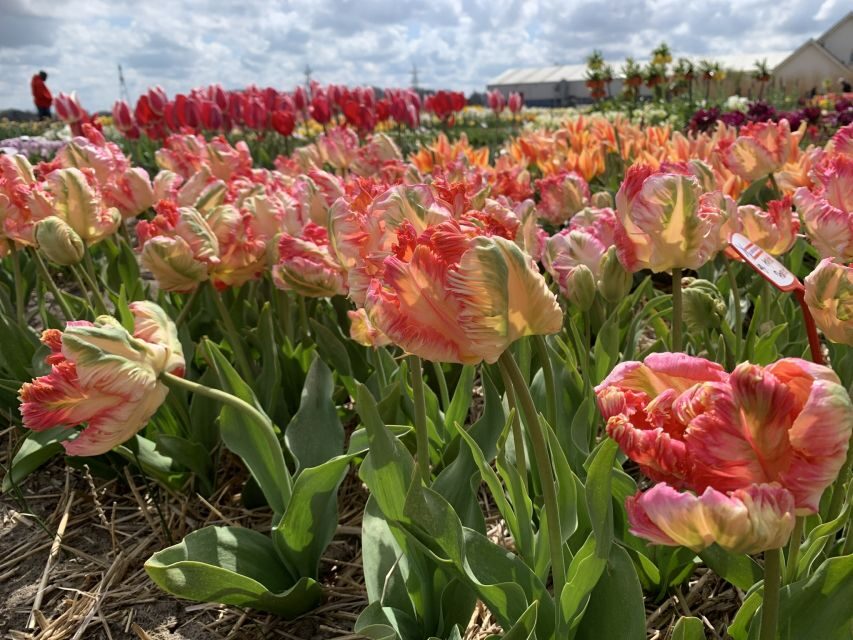 Lisse: Enjoy the Tulip Fields by Bike with a Local Guide! - Bike comfort and who should choose this tour (or skip it)