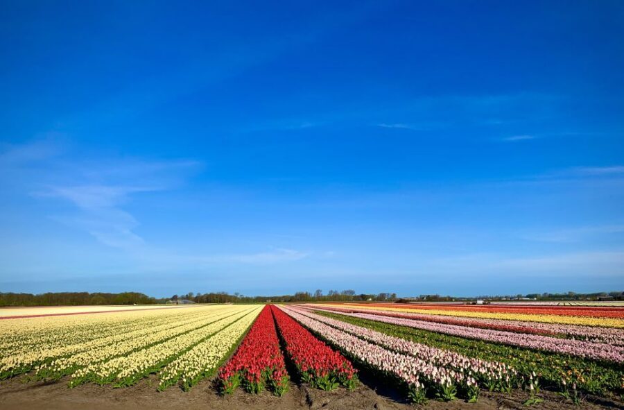 Lisse: Enjoy the Tulip Fields by Bike with a Local Guide! - Bloom timing: what you see depends on the season