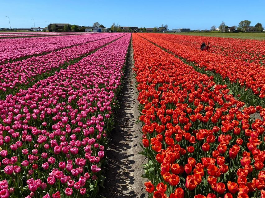 Lisse: Enjoy the Tulip Fields by Bike with a Local Guide! - Riding past fields to Keukenhof: from open rows to garden views