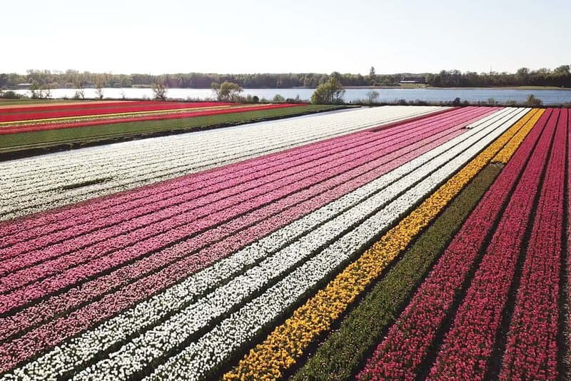 Lisse: Self-Guided Tulip Fields GPS Audio Tour - Key points before you go