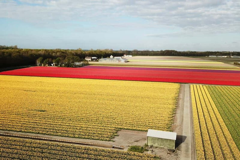 Lisse: Self-Guided Tulip Fields GPS Audio Tour - A Twizy drive beats the crowd math near Keukenhof