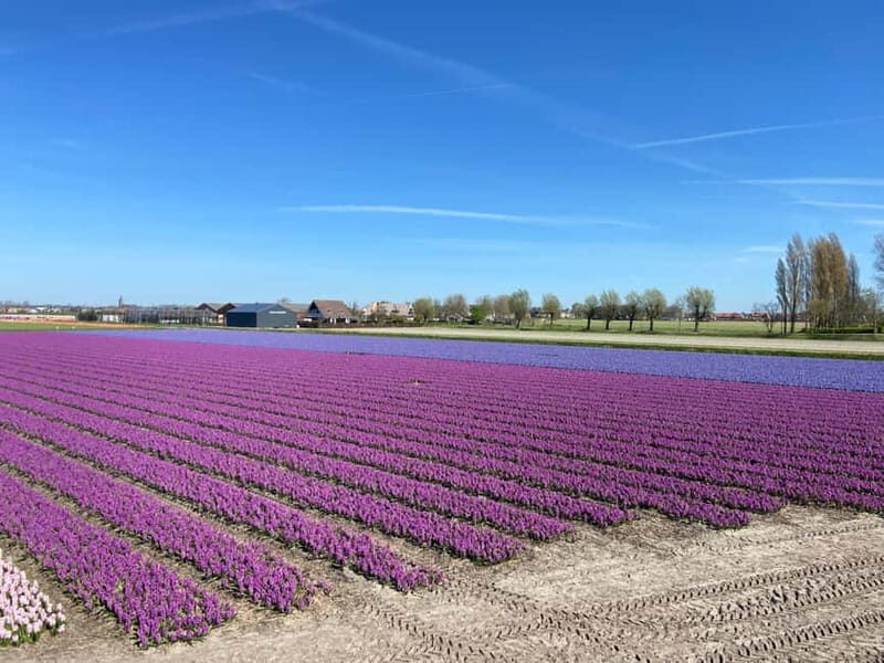 Lisse: Self-Guided Tulip Fields GPS Audio Tour - Price and value: is $79 per person worth it?