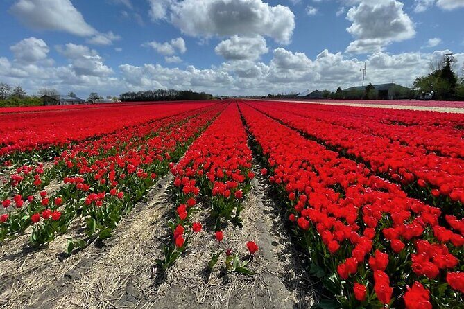 Private Day Tour to Keukenhof Gardens - from Amsterdam/Rotterdam - Keukenhof at your pace: how to use your 2–3 hours