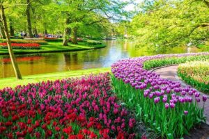 Private Keukenhof Park and Tulip Fields Tour (Skip-The-Line) - Getting picked up in Amsterdam (and not wasting springlight)
