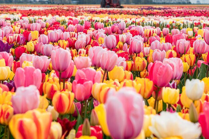 Private Tulip Fields, Windmills and Cheese Tour from Amsterdam - Key highlights before you go
