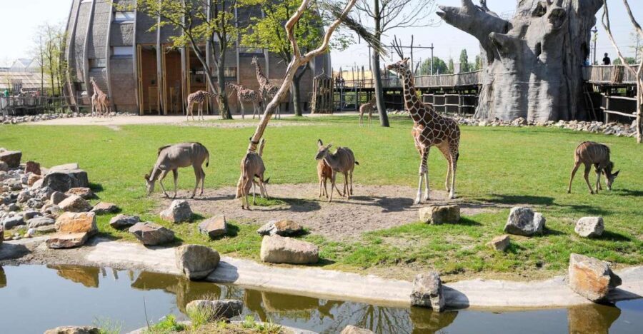 Rotterdam: Rotterdam Zoo Blijdorp Entry Ticket - African Savanna: Giraffes and a Safe View Path