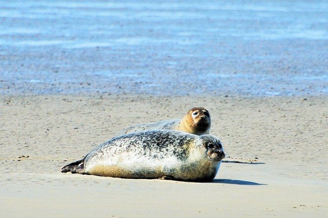 Seal Safari at UNESCO Site Waddensea from Amsterdam - Private minivan from Amsterdam: comfort, timing, and an easy start