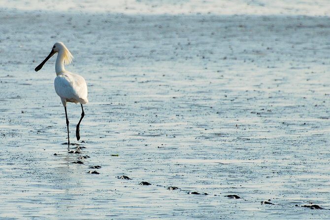 Seal Safari at UNESCO Site Waddensea from Amsterdam - Guides Sara and Eva: why the ecosystem talk changes the whole safari