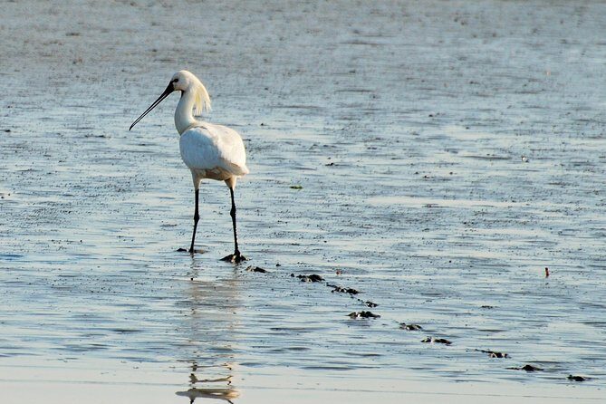 Seal Safari at UNESCO Site Waddensea from Amsterdam - FAQ