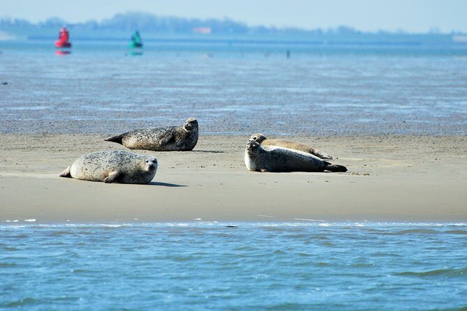 Seal Safari at UNESCO Site Waddensea from Amsterdam - The 2.5-hour boat tour and the view of the enclosing dike from the sea
