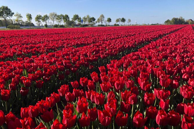 Small Group Keukenhof and Delft Guided Tour from Amsterdam - Keukenhof Gardens: Skip the Line and Follow the Guide