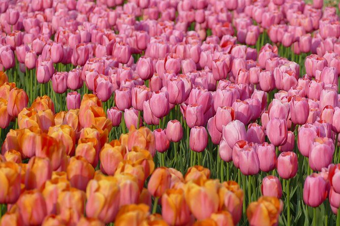 Taking Pictures in the Tulip Field at De Tulperij - Entering De Tulperij: getting set up without wasting your photo time