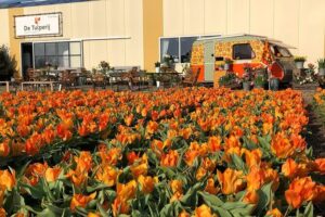 Taking Pictures in the Tulip Field at De Tulperij - Daffodils or tulips: seasonal blooms and what that means for your photos