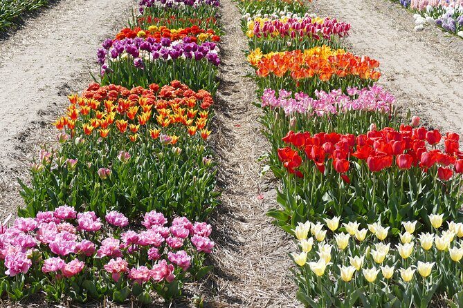 Taking Pictures in the Tulip Field at De Tulperij - Should you book Taking Pictures in the Tulip Field at De Tulperij?