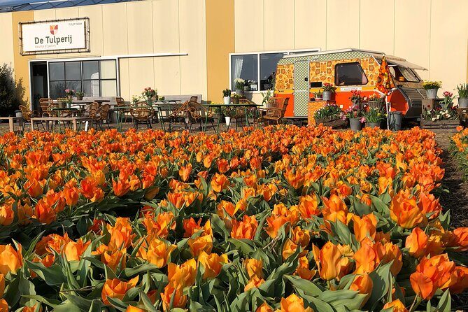 Taking Pictures in the Tulip Field at De Tulperij - Daffodils or tulips: seasonal blooms and what that means for your photos