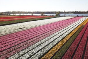 Tulip Fields near Keukenhof - Self-Drive Audio Tour for 2 People - Start at Meer en Duin: getting to Renzy without wasting time