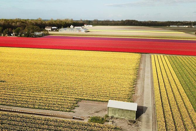 Tulip Fields near Keukenhof - Self-Drive Audio Tour for 2 People - Driving the Renault Twizy: fun factor, size reality, and weather tips
