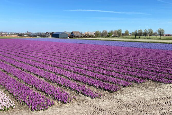 Tulip Fields near Keukenhof - Self-Drive Audio Tour for 2 People - Your 20 km circuit: what the route gives you (and what it can’t)