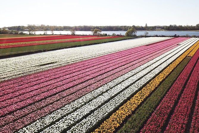 Tulip Fields near Keukenhof - Self-Drive Audio Tour for 2 People - Start at Meer en Duin: getting to Renzy without wasting time