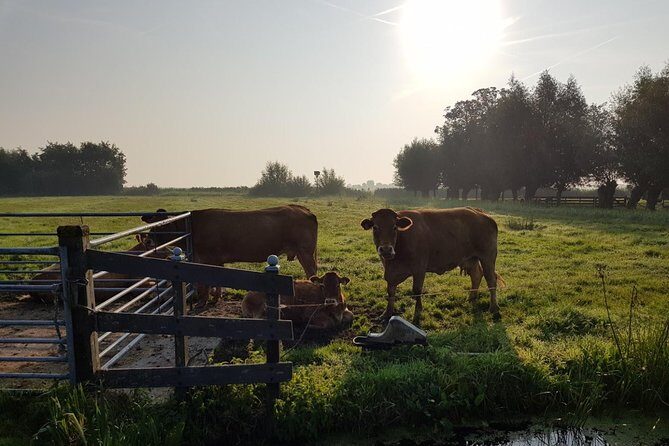 Zaanse Schans and Volendam Private Tour – Clogs, Cheese and More - How to get more out of your 4 to 5 hours